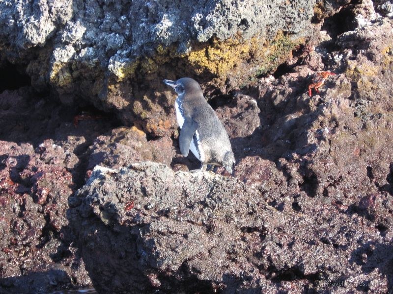 penguin Galapagos